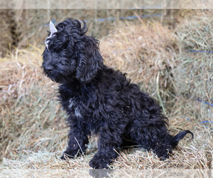 Cockapoo Puppy for sale in LIBERTY, KY, USA