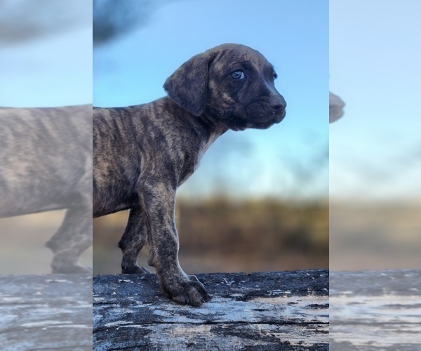 Medium Photo #2 Catahoula Leopard Dog Puppy For Sale in CUMBY, TX, USA