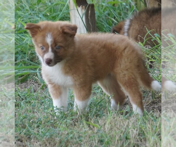 Medium Photo #1 Border Collie Puppy For Sale in DOUGLASS, KS, USA