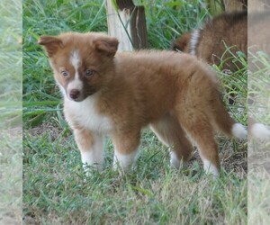 Border Collie Puppy for sale in DOUGLASS, KS, USA
