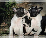 Small Photo #4 Boston Terrier Puppy For Sale in SPENCERVILLE, IN, USA