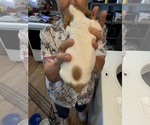 Small #1 Dachshund