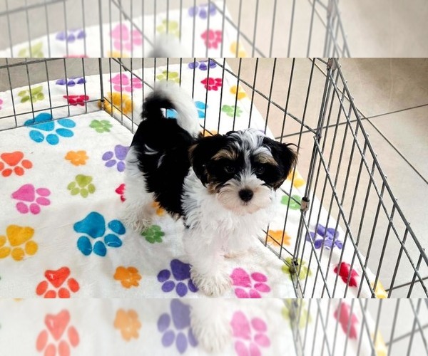 Medium Photo #11 Havashire Puppy For Sale in ORO VALLEY, AZ, USA