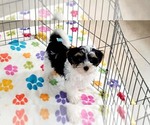 Bruno - Male Havashire Puppy for Sale - Photo #11