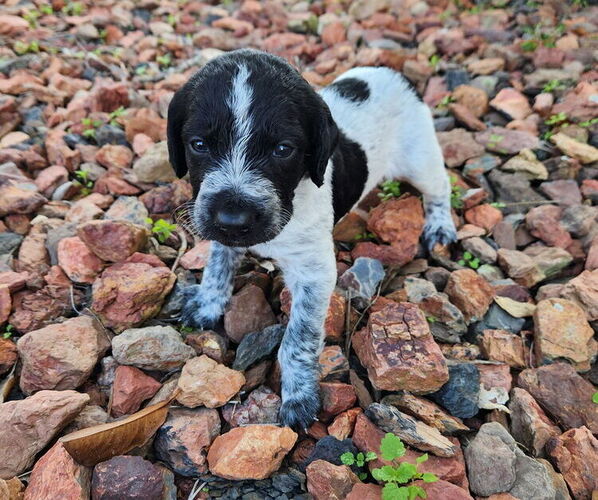 Medium Photo #5 German Shorthaired Pointer-Goldendoodle Mix Puppy For Sale in WILLACOOCHEE, GA, USA