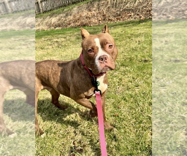 Medium Photo #7 American Pit Bull Terrier Puppy For Sale in Springdale, PA, USA
