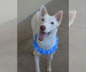 Great Pyrenees-Unknown Mix Dogs for adoption in McKinney, TX, USA