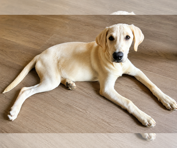 Medium Photo #1 Labrador Retriever Puppy For Sale in Clovis, CA, USA
