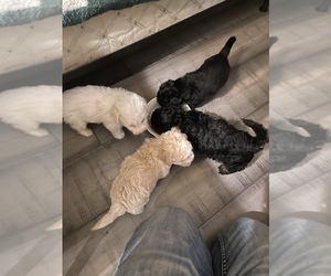 Poochon-Poodle (Miniature) Mix Puppy for sale in CINCINNATI, OH, USA