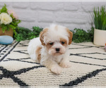 Small #4 Cavapoo (Miniature)