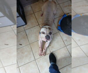 American Bulldog Dogs for adoption in Tavares, FL, USA