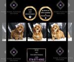 Small Photo #74 Poodle (Toy) Puppy For Sale in WARSAW, IN, USA