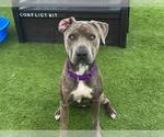 Small #1 American Pit Bull Terrier Mix