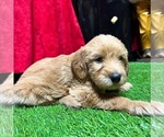 Puppy 6 Aussiedoodle-Australian Labradoodle Mix