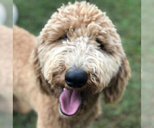Father of the Labradoodle-Poodle (Standard) Mix puppies born on 01/28/2020