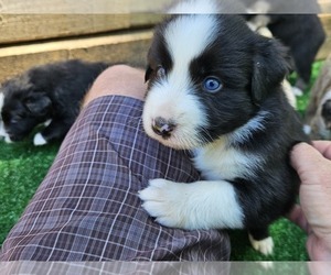 Australian Shepherd Puppy for sale in NELSON, VA, USA