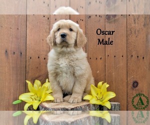 English Cream Golden Retriever Puppy for Sale in HARRISONBURG, Virginia USA