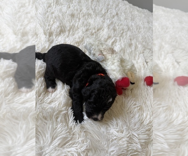 Medium Photo #108 Bernedoodle Puppy For Sale in BELMONT, NC, USA