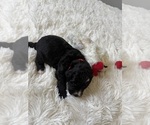 Small #107 Bernedoodle