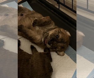 Shiranian-Yorkshire Terrier Mix Puppy for sale in SAN ANTONIO, TX, USA