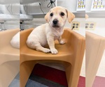 Small #3 Mutt