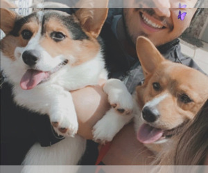 Pembroke Welsh Corgi Puppy for sale in MC DONOUGH, GA, USA