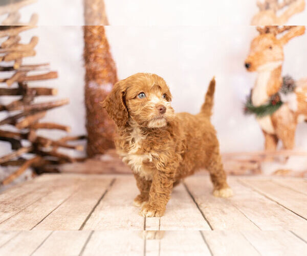 Medium Photo #2 Cocker Spaniel-Poodle (Miniature) Mix Puppy For Sale in WARSAW, IN, USA