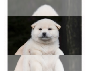 Shiba Inu Puppy for sale in SAN DIEGO, CA, USA