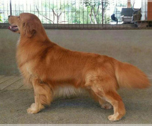 Father of the Golden Retriever puppies born on 03/06/2025