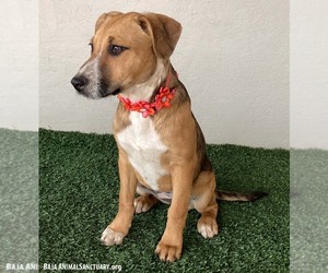 Chloe - Female Mutt Dog for Adoption - Photo #3