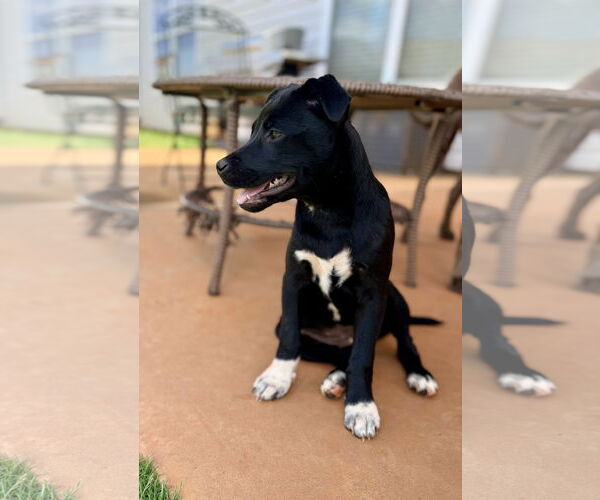 Medium Photo #2 Mutt Puppy For Sale in Greenville, SC, USA