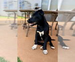 Small #1 Mutt