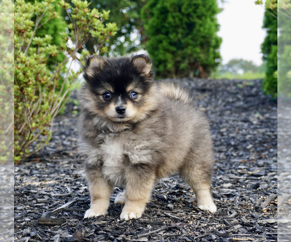 Medium Photo #3 Pomeranian-Pomsky Mix Puppy For Sale in WARSAW, IN, USA