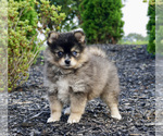 Small Photo #3 Pomeranian-Pomsky Mix Puppy For Sale in WARSAW, IN, USA