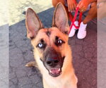 Small #9 Gerberian Shepsky