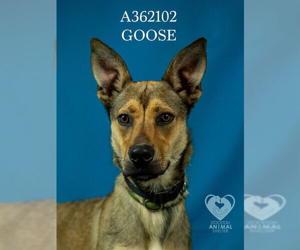 Medium Photo #2 German Shepherd Dog Puppy For Sale in Stockton, CA, USA