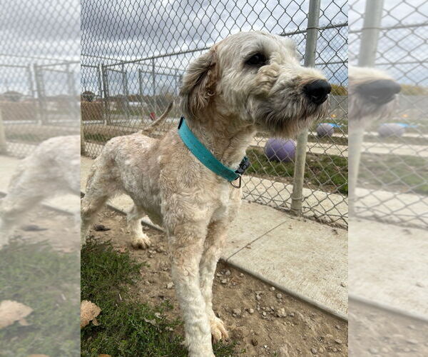 Medium Photo #4 Mutt Puppy For Sale in Pierceton , IN, USA