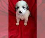 Puppy Helen Great Pyrenees