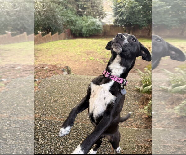 Medium Photo #6 Chihuahua-Unknown Mix Puppy For Sale in Missouri City, TX, USA