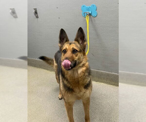 Medium Photo #1 German Shepherd Dog-Unknown Mix Puppy For Sale in Las Vegas, NV, USA