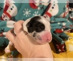 Small Photo #5 Australian Shepherd Puppy For Sale in YADKINVILLE, NC, USA