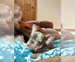 Small Photo #10 French Bulldog Puppy For Sale in RICHARDS, TX, USA
