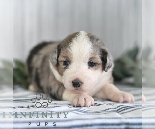 Medium Photo #4 Miniature Australian Shepherd Puppy For Sale in REBERSBURG, PA, USA