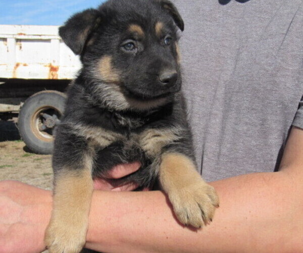 Medium Photo #1 German Shepherd Dog Puppy For Sale in COLUMBUS, NE, USA