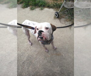 HEWITT - Male Boxer Dog for Adoption - Photo #7