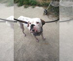 Small #6 Boxer