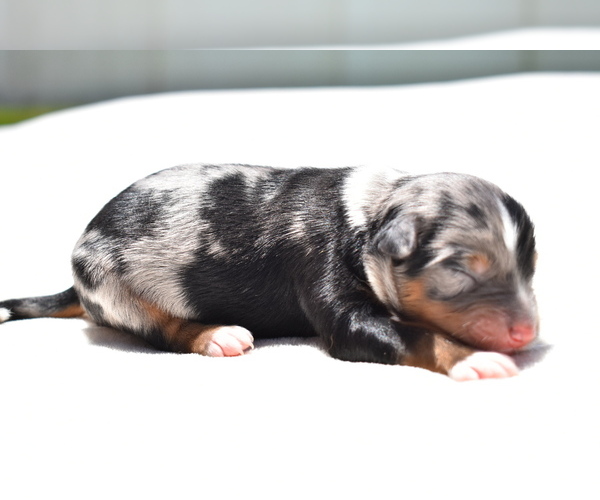 Medium Photo #1 Miniature Australian Shepherd Puppy For Sale in PALM COAST, FL, USA