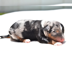 Miniature Australian Shepherd Puppy for sale in PALM COAST, FL, USA