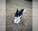 Puppy Stripe Border Collie-Papillon Mix