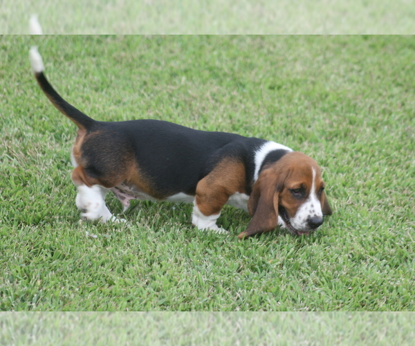 Medium Photo #31 Basset Hound Puppy For Sale in MEMPHIS, MO, USA